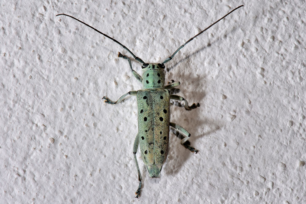 Cerambycidae: Saperda octopunctata e Saperda punctata